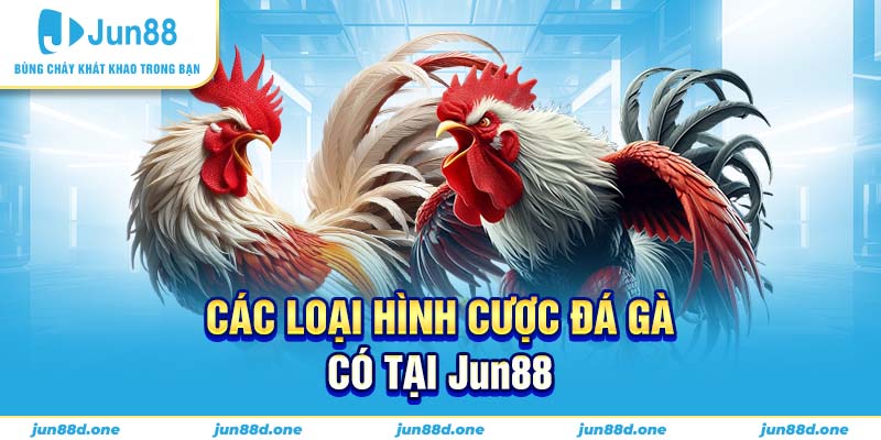Các loại hình cược đá gà có tại Jun88